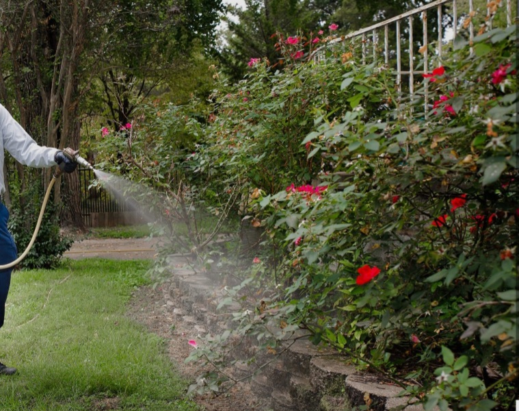 Targeted pest control treatment on rose garden