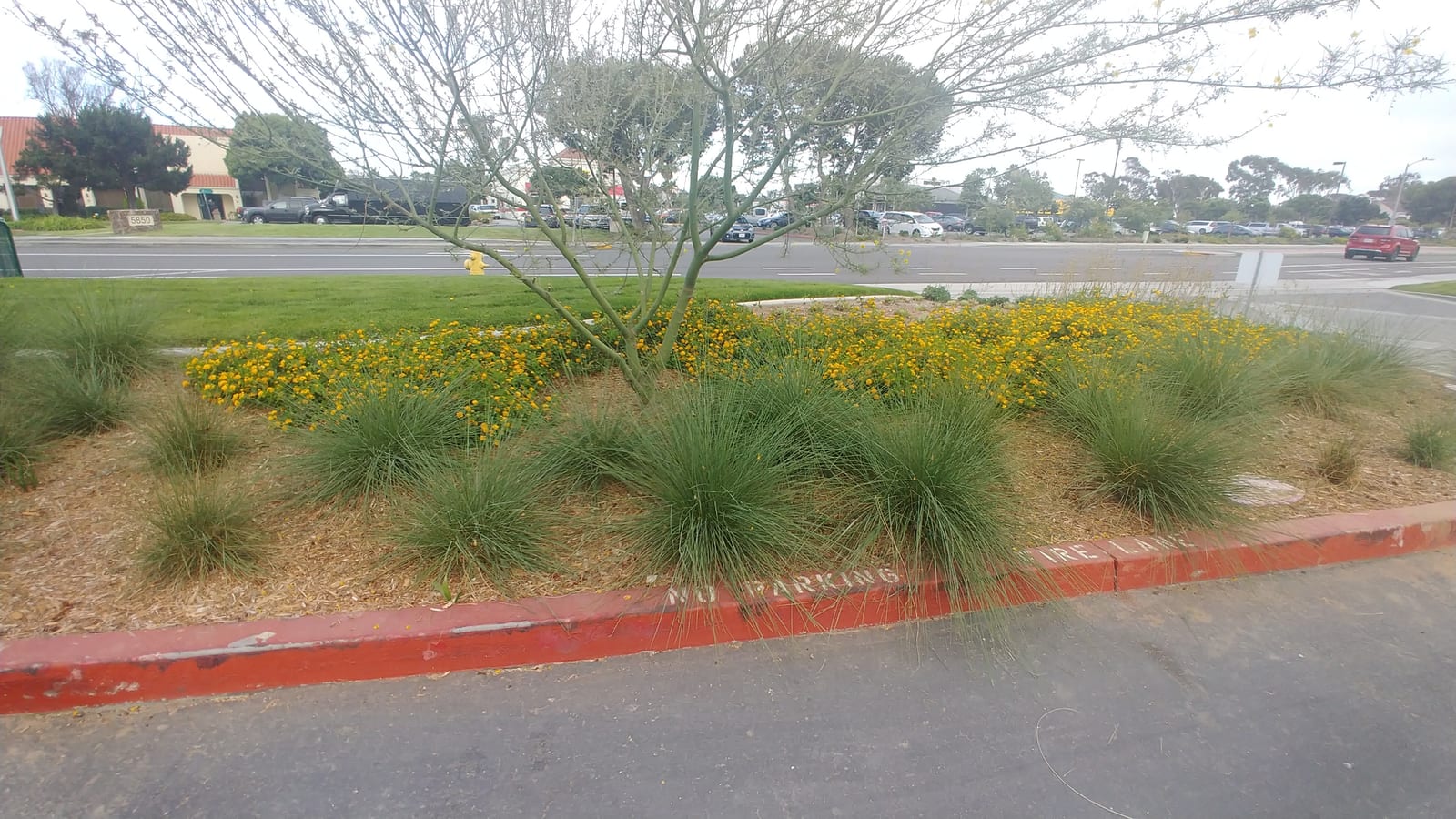 Commercial property entrance landscape