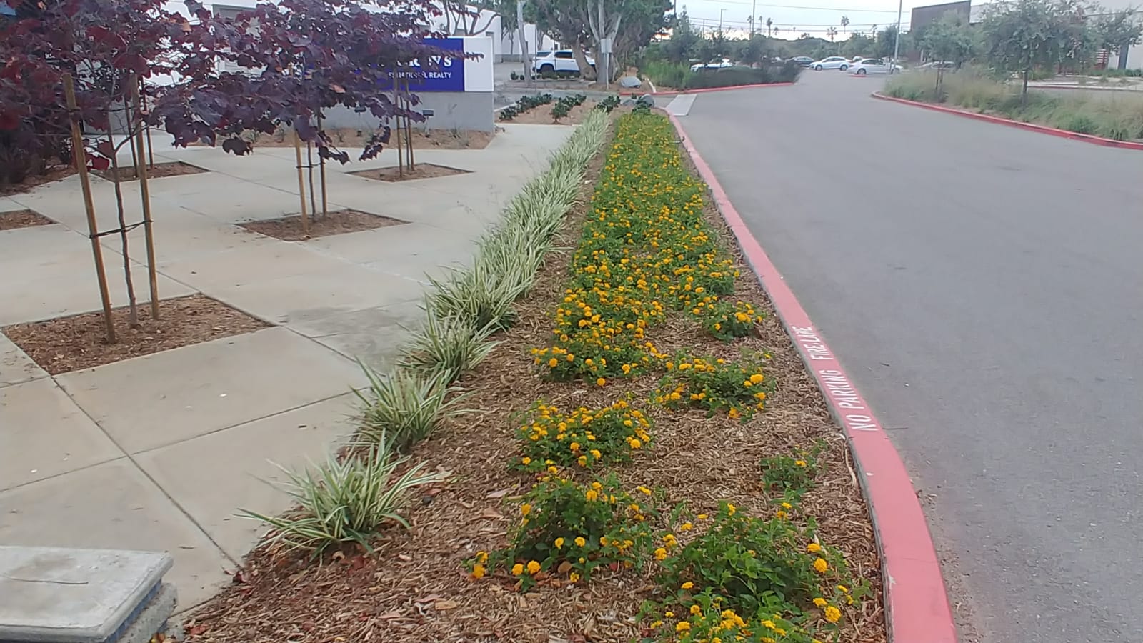 Parkway with lantana and ornamental grasses