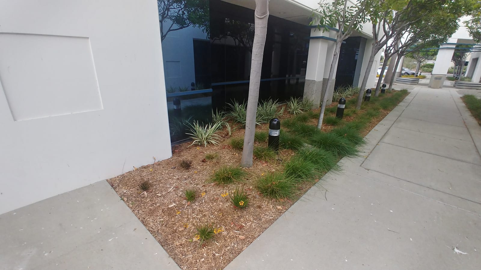 Commercial curbside mass plantings