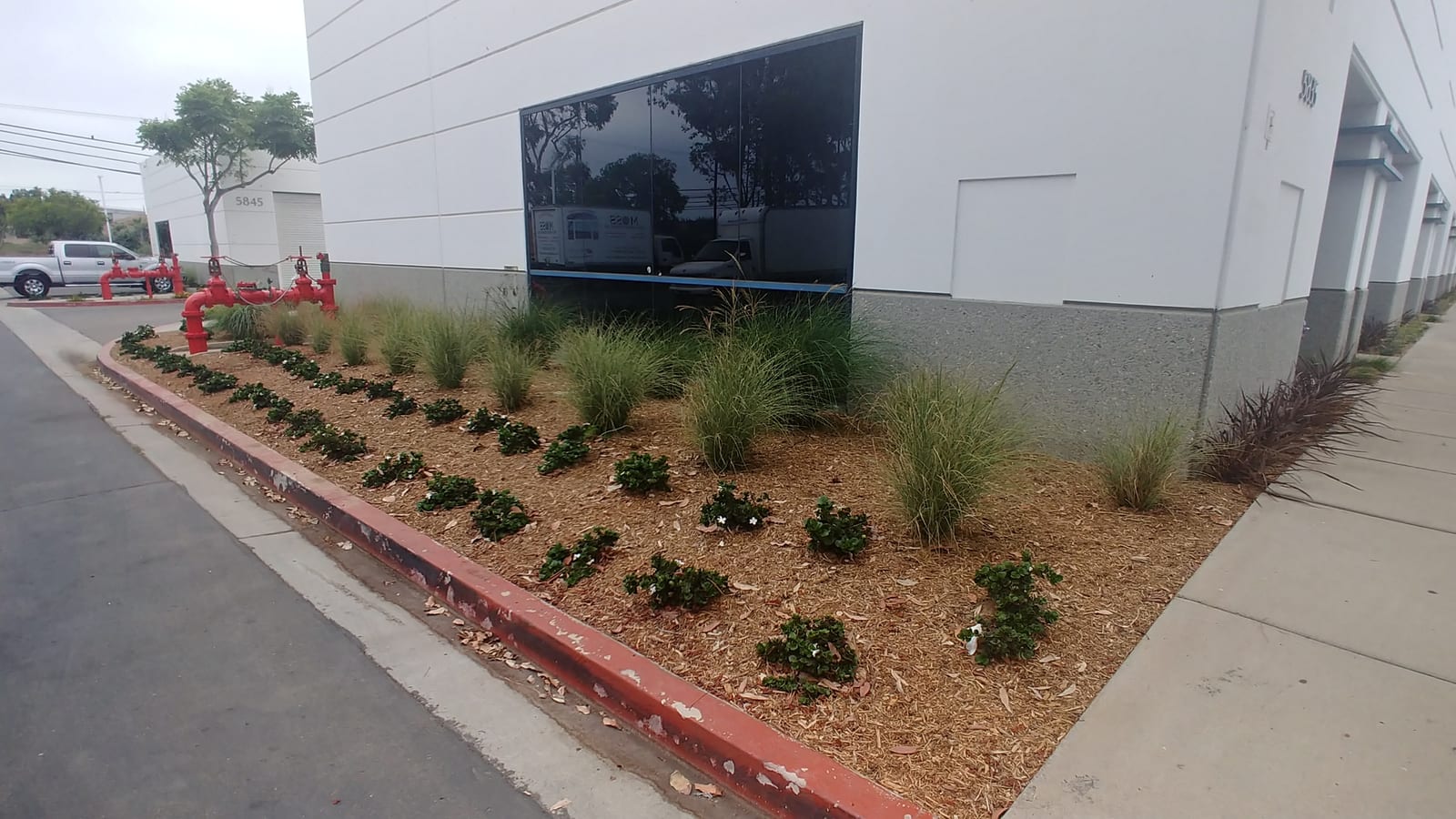 Phormium and sedum foundation plantings