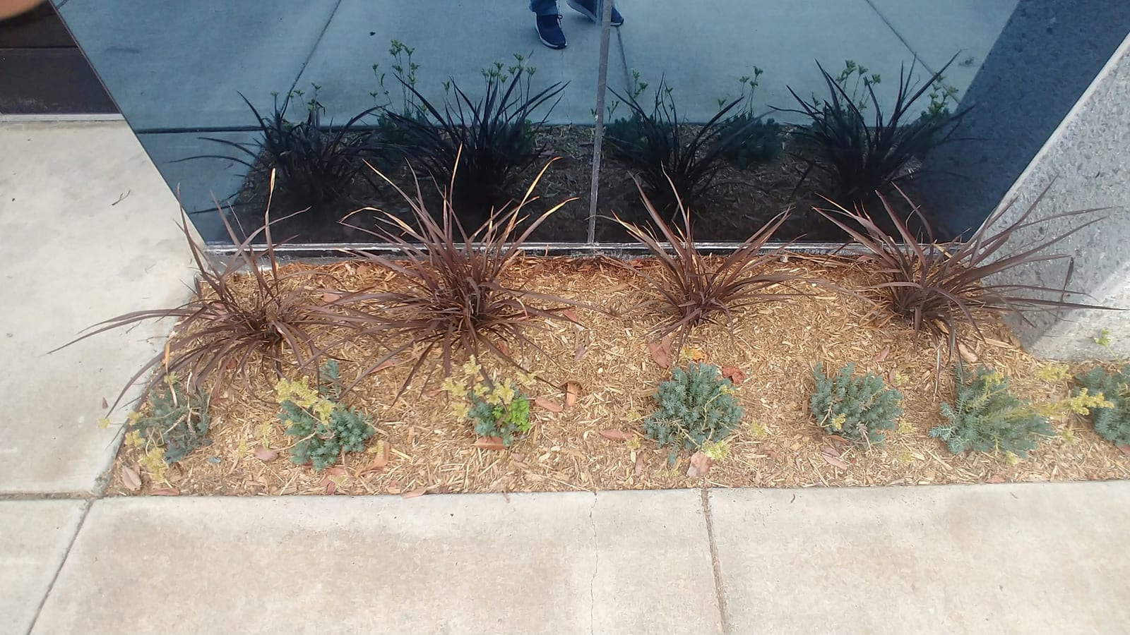 Drought-tolerant median with bulbine and grasses