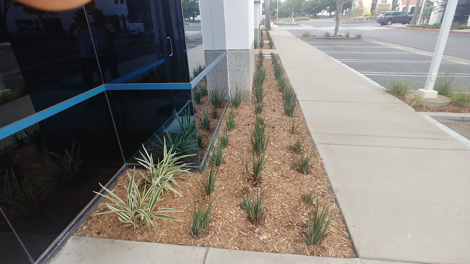 Linear mass planting along commercial sidewalk