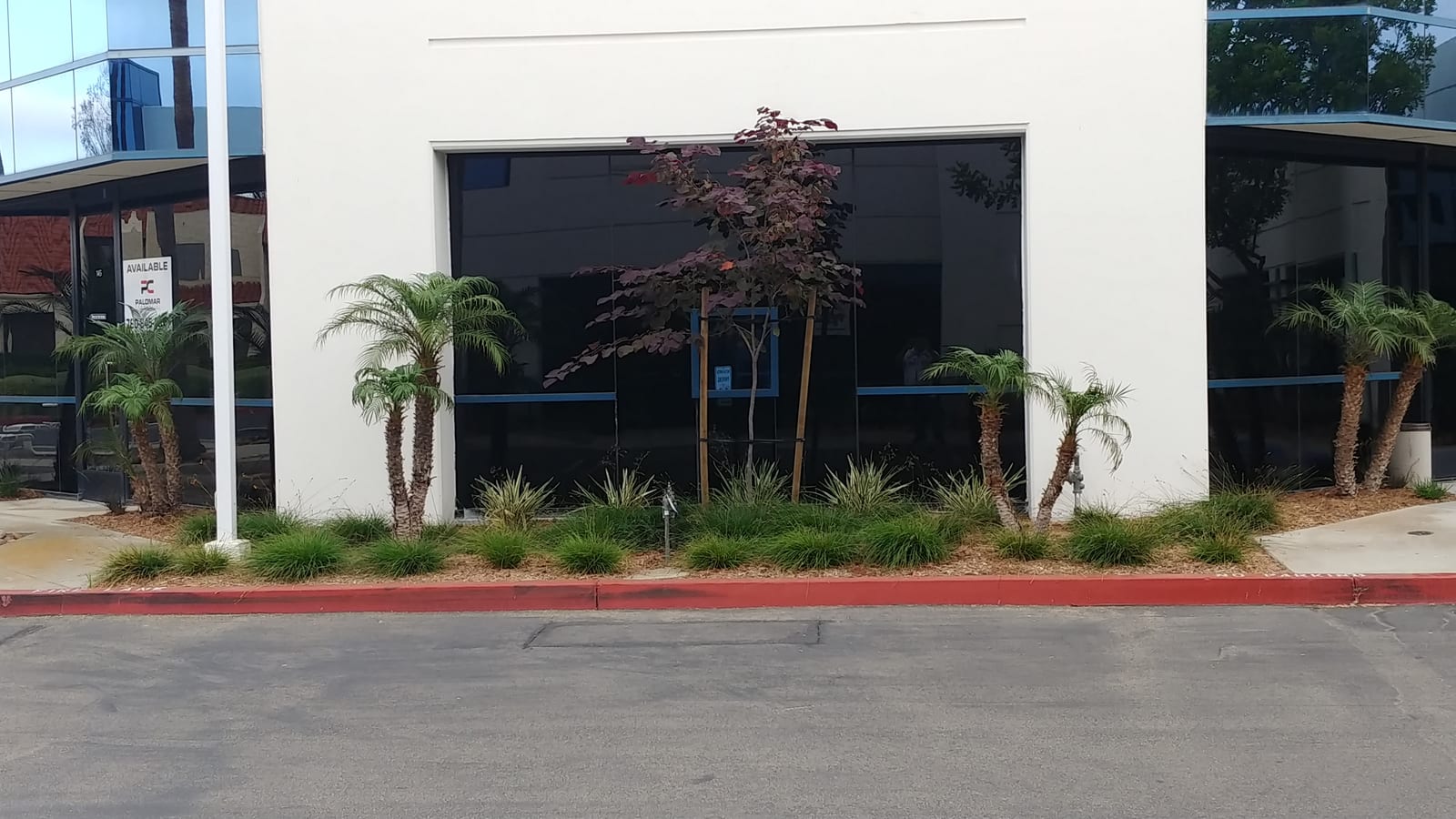 Office building façade with palms and redbud tree