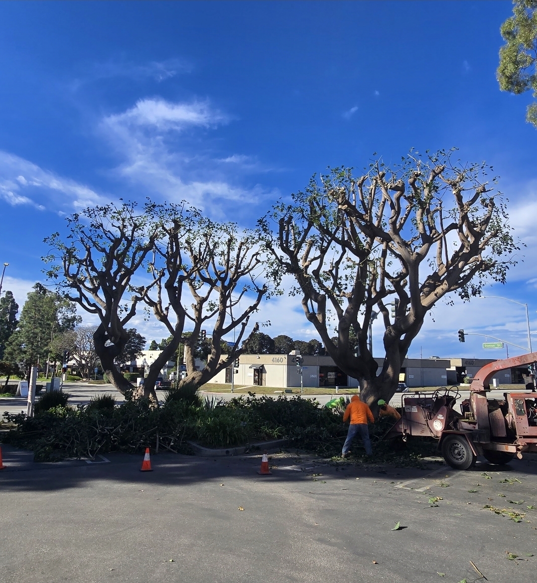 Commercial tree work with crown reduction and chipper